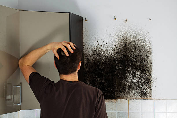 Mold Testing and Removal in Glenmoor, OH