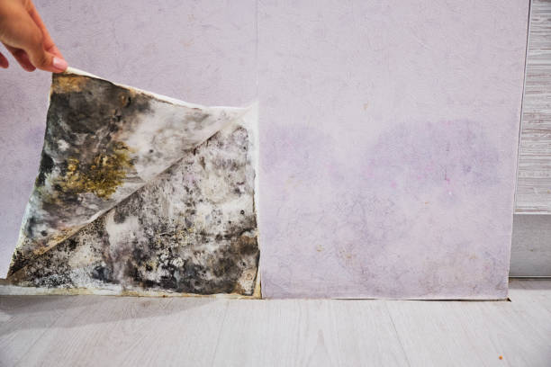Best Fast Mold Removal  in Glenmoor, OH